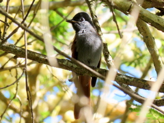 Terpsiphone viridis granti