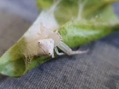 Thomisus kalaharinus