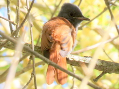 Terpsiphone viridis granti