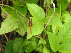 Rhodothemis rufa