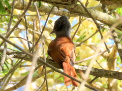 Terpsiphone viridis granti