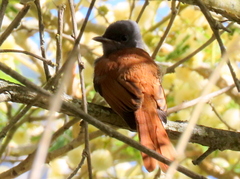 Terpsiphone viridis granti