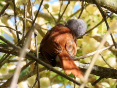 Terpsiphone viridis granti