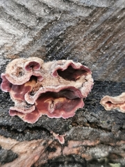 Trichaptum fuscoviolaceum