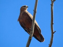 Buteo buteo vulpinus