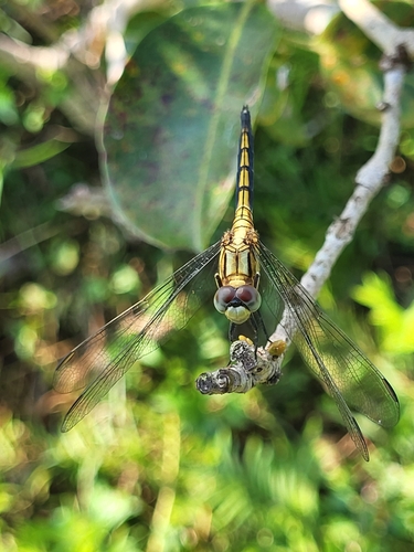 Slender Blue Skimmer photo 3