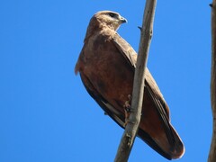 Buteo buteo vulpinus