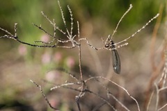 Myrmeleon formicarius