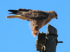 Buteo buteo vulpinus