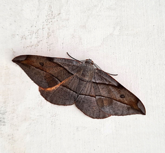 Hypochrosis hyadaria