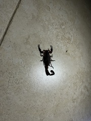 Centruroides gracilis