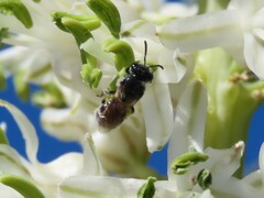 Seladonia