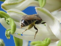Seladonia