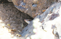 Chioninia spinalis salensis