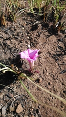 Ipomoea bolusiana