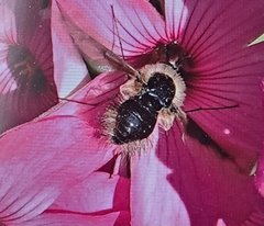 Bombylius major