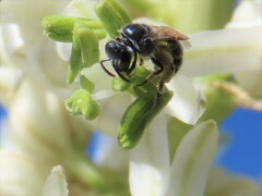 Seladonia