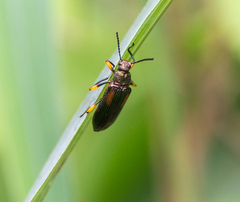 Strongylium flavicrus