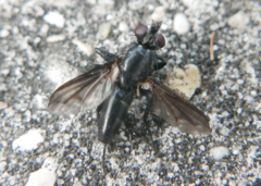 Rhinophoridae