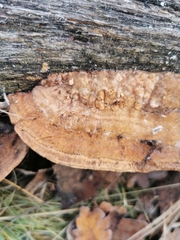 Gloeophyllum sepiarium