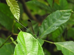 Vestalis apicalis