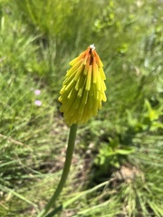 Kniphofia uvaria