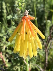 Kniphofia uvaria
