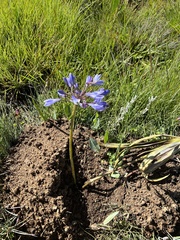 Agapanthus campanulatus
