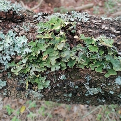 Crocodia