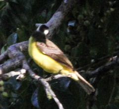 Megarynchus pitangua