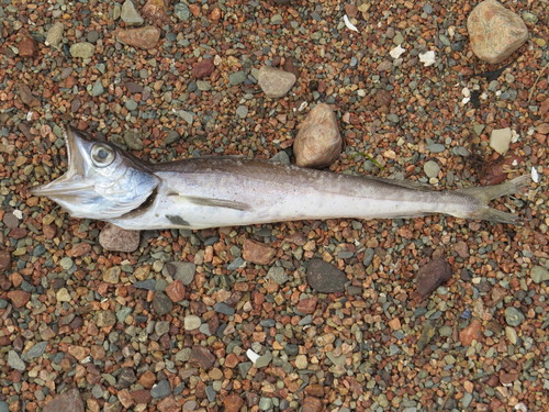 Silver Hake (East Coast Pelagics) · iNaturalist