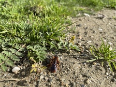 Dasyscolia ciliata