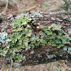 Crocodia