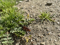 Dasyscolia ciliata