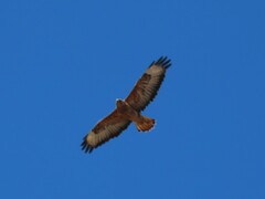 Buteo buteo vulpinus