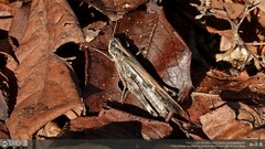 Aiolopus thalassinus tamulus