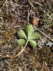 Potentilla erecta