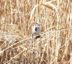 Emberiza schoeniclus