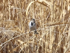 Emberiza schoeniclus