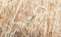 Emberiza schoeniclus