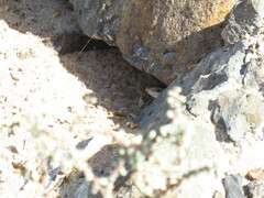 Chioninia spinalis salensis