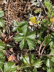 Potentilla erecta
