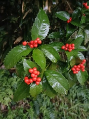 Sarcandra glabra