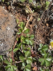 Potentilla erecta