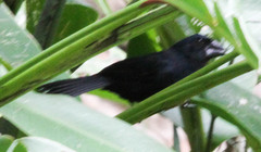 Cyanoloxia cyanoides