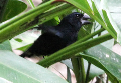 Cyanoloxia cyanoides