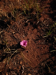 Ipomoea bolusiana