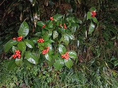 Sarcandra glabra