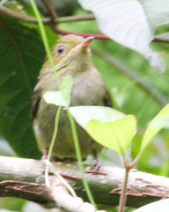 Ceratopipra mentalis