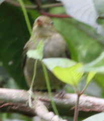 Ceratopipra mentalis